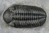 Austerops Trilobite - High Quality Specimen #174731-1